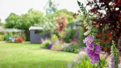 English country garden with foxglove in the foreground in focus